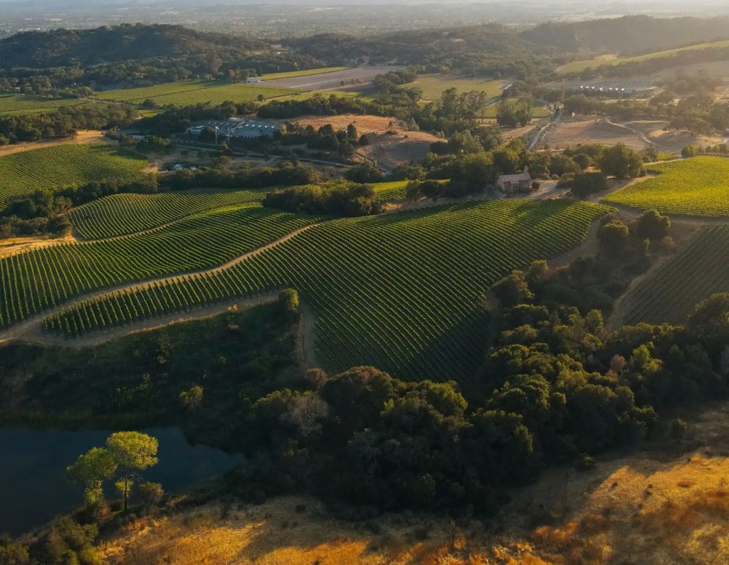 a vineyard story