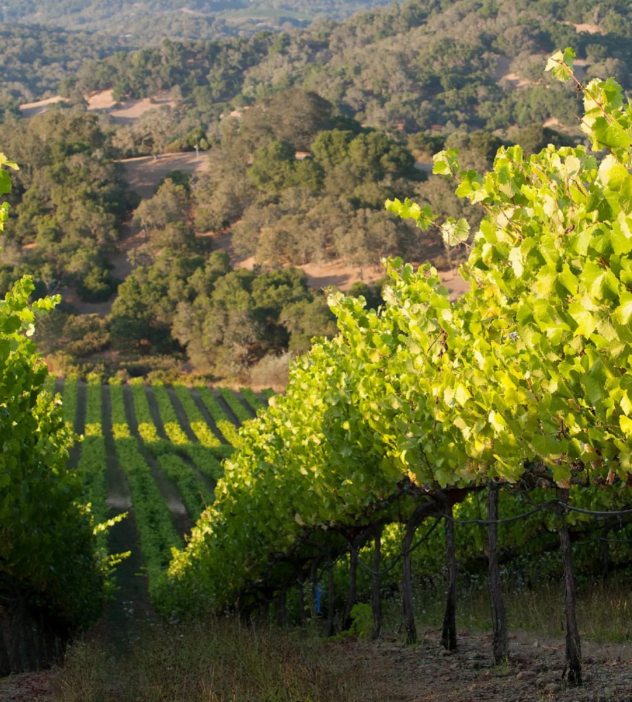 home featured wines