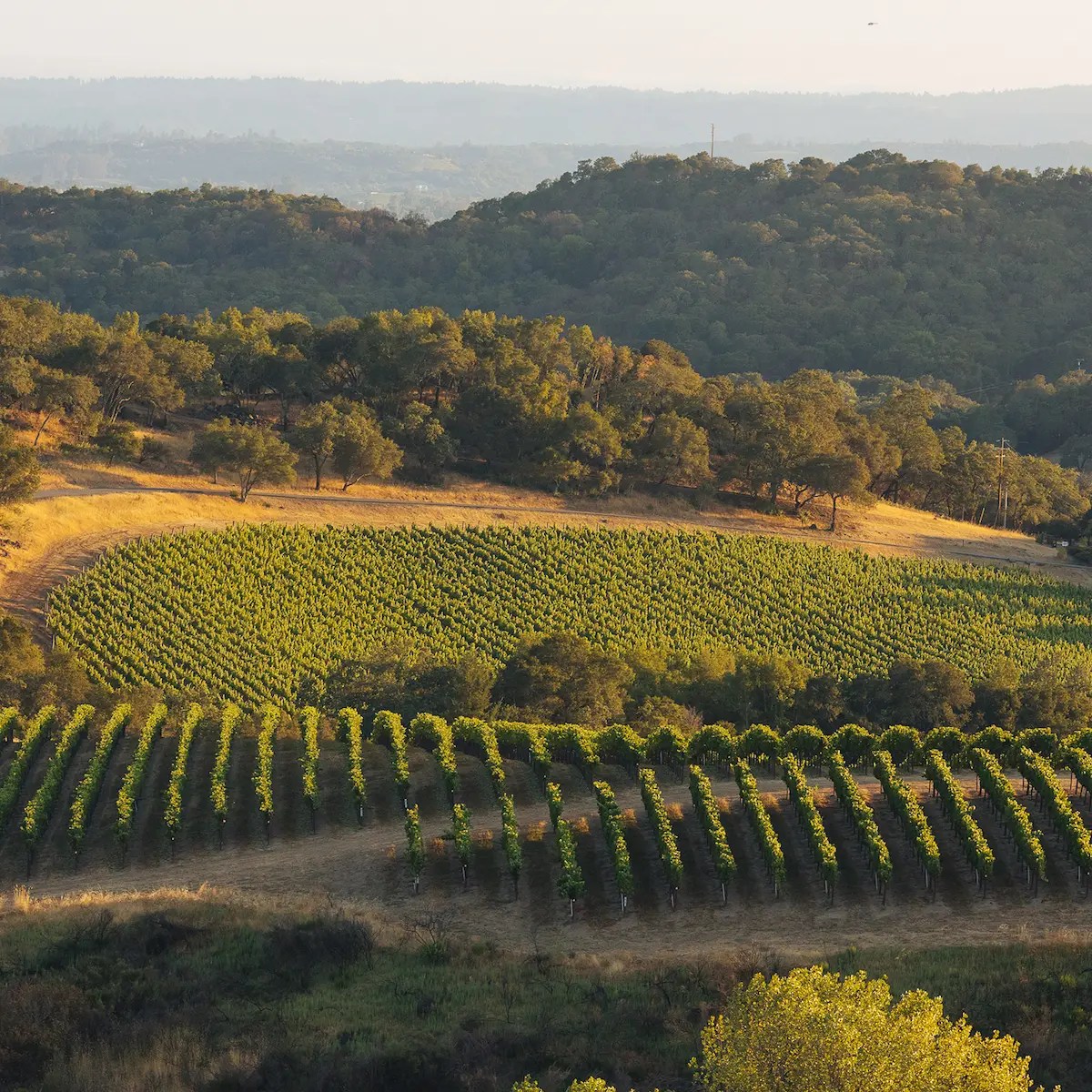 vineyard overlook tasting
